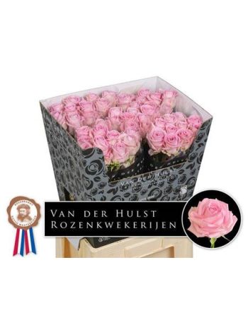R GR ZAINA! 70CM