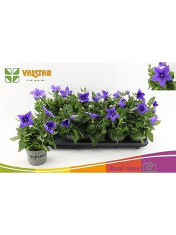 PLATYCO GR ASTRA BLU