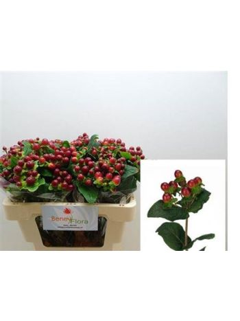 HYP MAG SEASONS 50CM