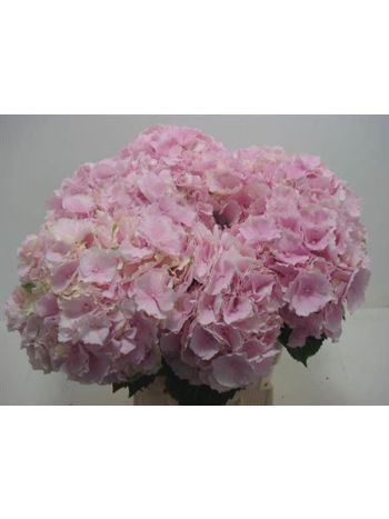 HYDR M VERENA 60CM