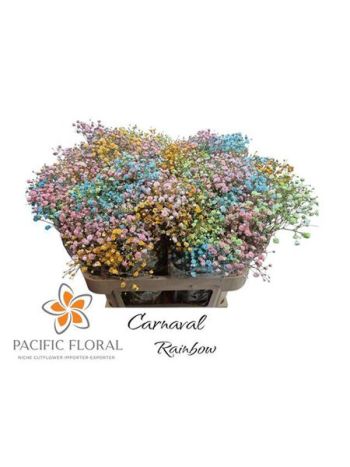 GYPS KLB H%- CARNEVAL RAINBOW