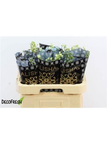 DELPH GEMENGD 60CM