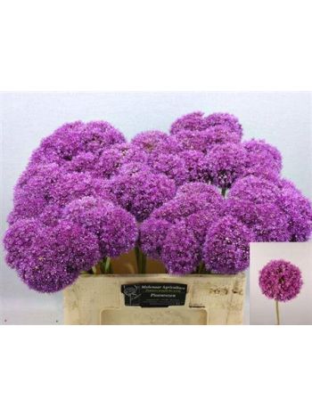 ALLIUM GIGANTEUM 60CM