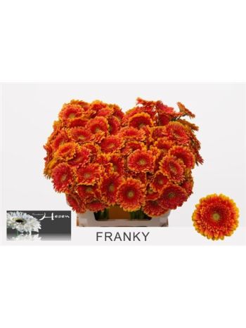 GE MI FRANKY