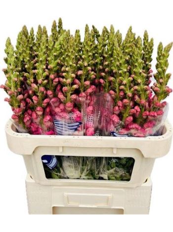 ANTIR POTO ROSE 75CM