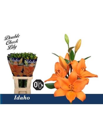 LI LA IDAHO 95CM