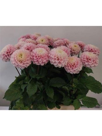DAHL  BALL WIZZ OF OZ 50CM