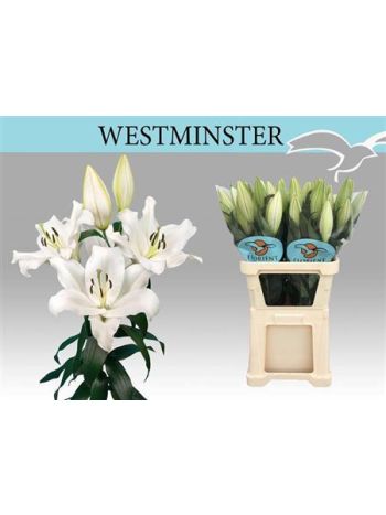 LI OT WESTMINSTER 105CM