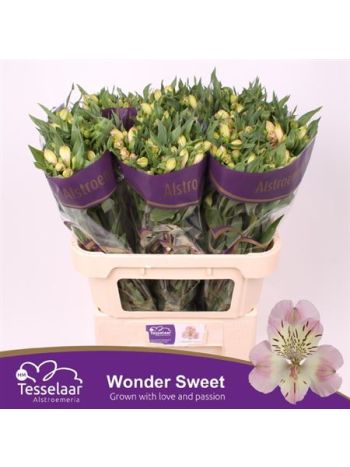 ALSTR WONDER SWEET
