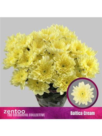 CHR T  KR. BALTICA CREAM