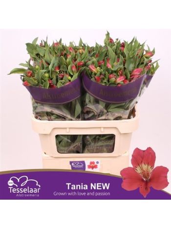 ALSTR TANIA