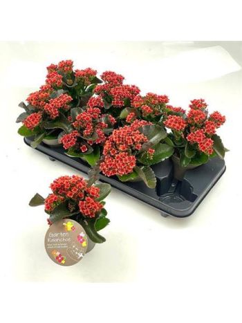 KAL BL SZIMPLA  CALA RED