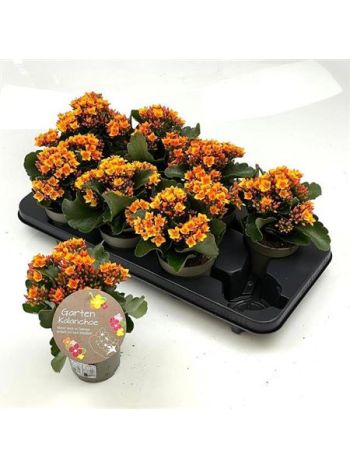 KAL BL SZIMPLA  CALA ORANGE