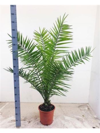 PHOENIX CANARIENSIS