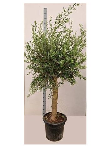 OLEA EUROPAEA