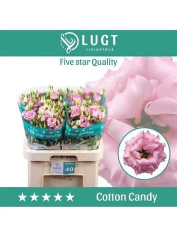 EUS G COTTON CANDY