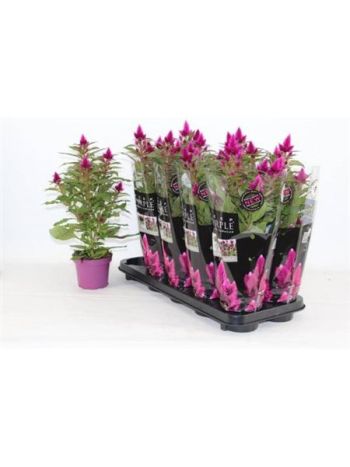 CELOS DEEP PURPLE