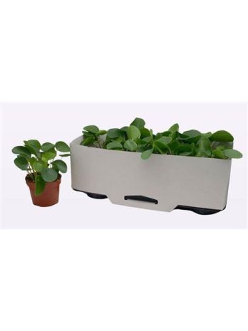 PILEA PEPEROMIOIDES