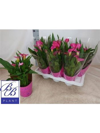 ZANT PINK