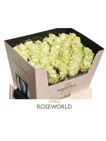 R GR WHITE NAOMI! 60CM