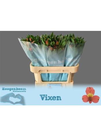 ALSTR VIXEN