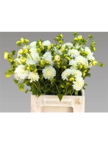 DAHL POM WHITE ASTER 50CM