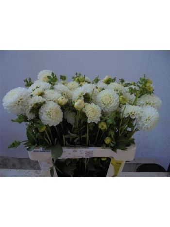 DAHL  WHITE NETTIE 60CM