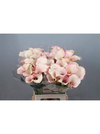 ZANT CAPT ROSETTE 70CM
