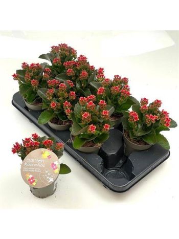 KAL BL SZIMPLA  CALA RED