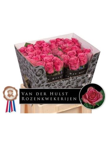 R GR KISS ME KATE 60CM