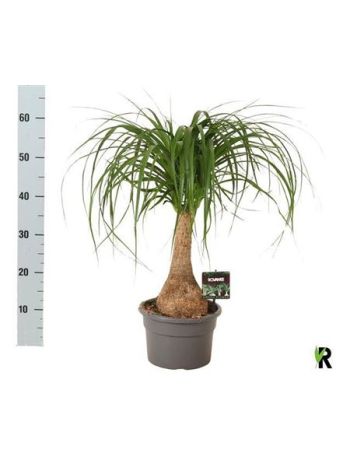 NOLINA BEAUCARNEA RECUR