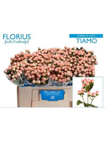HYP COCO TIAMO 50CM