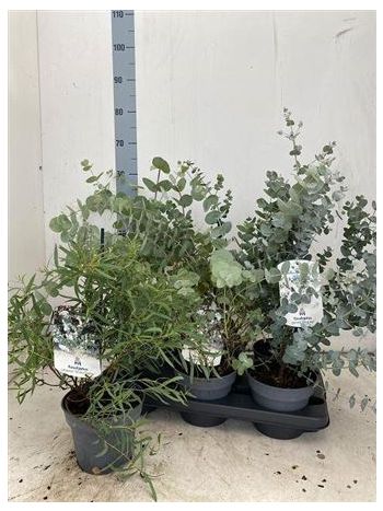 EUCALYPTUS
