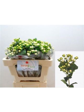 HYP MAG SNOWPRINCE 50CM