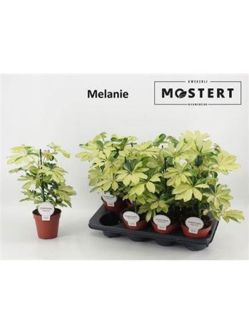 SCHEF AR MELANIE