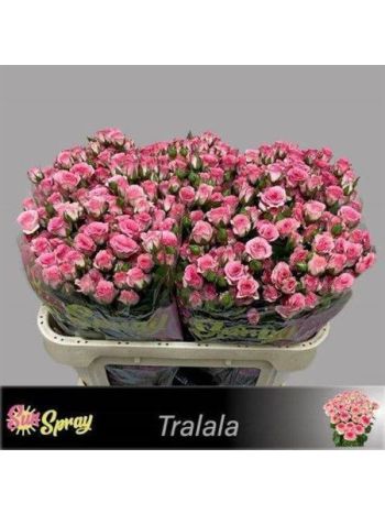 R TR TRALALA 70CM