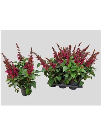 SALVIA LAKE FLAMING