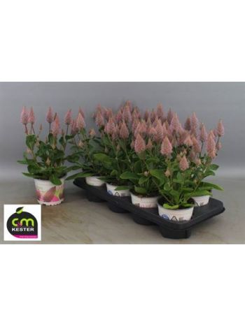 PTILOTUS EX JOEY