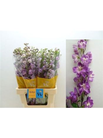 DELPH DU OV 70CM
