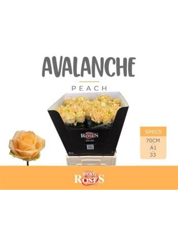 R GR AVALANCHE PEACH 70CM