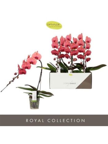 PHAL FORMIDABLO ORANGE
