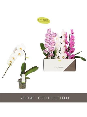 PHAL FORMIDABLO MIX