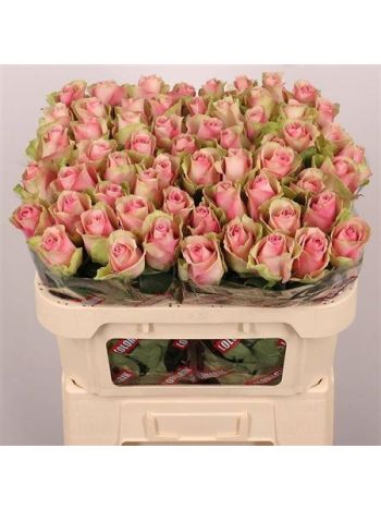 R GR BELLE ROSE 70CM