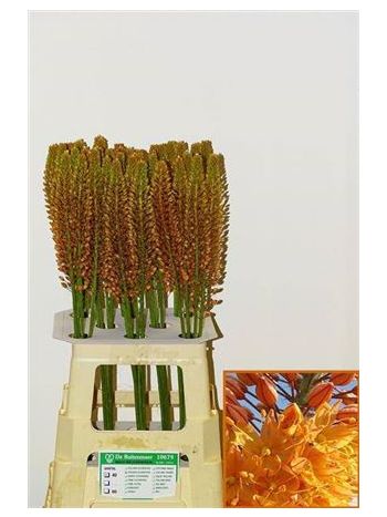 EREMURUS GOLDEN CLEO 70CM