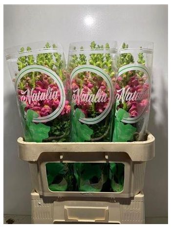 ANTIR POTO CHER ROSE 75CM