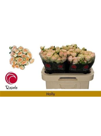 R TR HOLLY 60CM