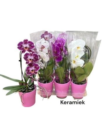 PHAL 1 ÁG CASCADE KASPÓS