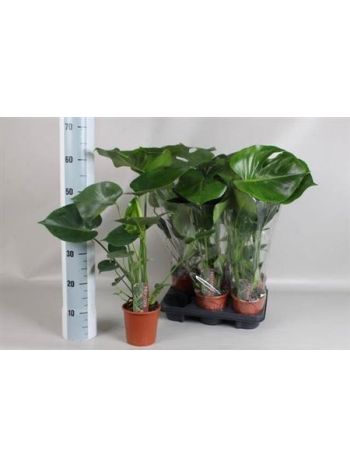 MONSTERA DELICIOSA