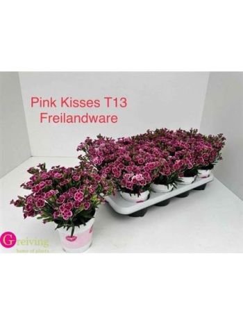 DIANTHUS PINK KISSES