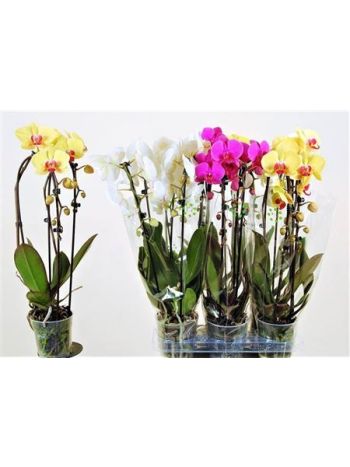 PHAL 2 ÁG CASCADE